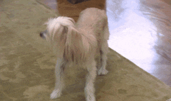 confused chinese crested GIF by I Love Kellie Pickler