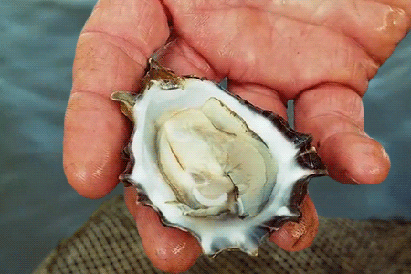 Water Shell GIF by University of California - Find & Share on GIPHY