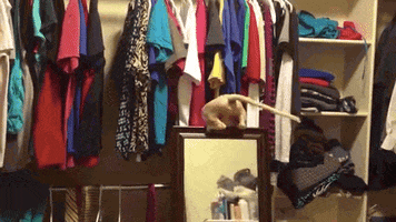 cat fall GIF by AFV Epic Fails