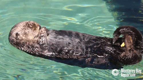 Relaxing Sea Otter GIF by Monterey Bay Aquarium