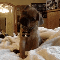 face puppy GIF by America's Funniest Home Videos