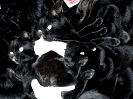 Black Cat GIF by agathebb