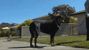 louis cat skateboard GIF