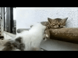 louis  GIF
