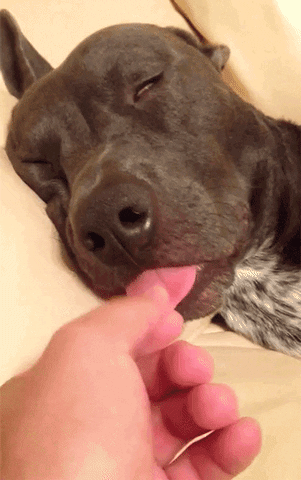 TV gif. A clip from AFV: A closeup on a sleeping dog with its tongue sticking out. A hand reaches out and pulls the tongue further than you'd expect.