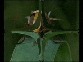 mauxuam acid fly GIF
