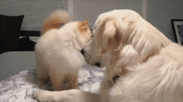 Cat Dog GIF by America's Funniest Home Videos