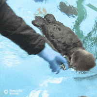 Sea Otter Pup GIF by Monterey Bay Aquarium
