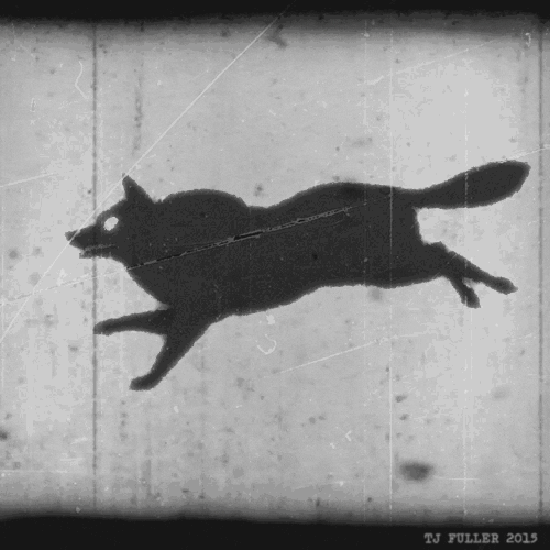 black and white wolf GIF by TJ Fuller