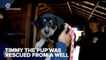 news puppy GIF by NowThis 