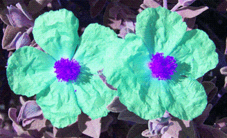 galantijc fleurs pompoms GIF
