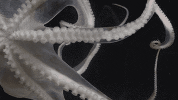 octopus cyanea tentacles GIF by Monterey Bay Aquarium
