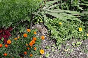 jbcp bunny rabbit GIF