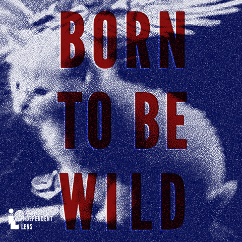 born to be wild cats GIF by Independent Lens