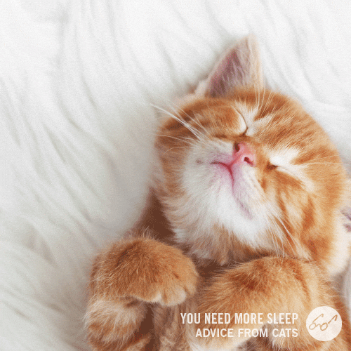 Catcutesleepycat GIFs Get the best GIF on GIPHY
