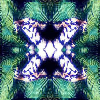 rain forest mirror GIF by Morena Daniela