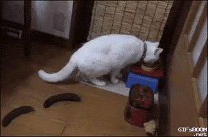 overlook  GIF