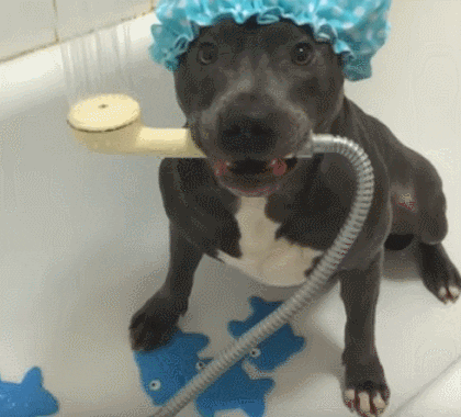 Dog Bath GIF - Find & Share on GIPHY