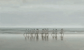 chongranfilarts chariots of fire chongranfilarts mise en scène + juxtapose GIF