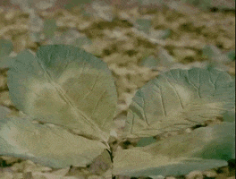 rankin bass cabbage baby GIF by Warner Archive