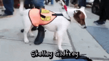 Dogs GIF by Badass BK
