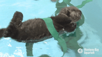 sea otter play GIF by Monterey Bay Aquarium