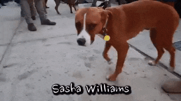 Dogs GIF by Badass BK