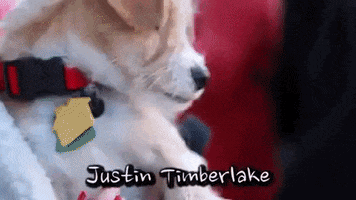 Dogs GIF by Badass BK