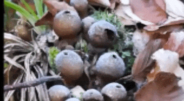 Fungi GIF