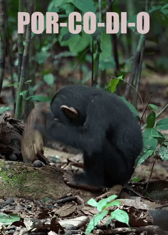 flashbax monkey scimmia porcodio GIF