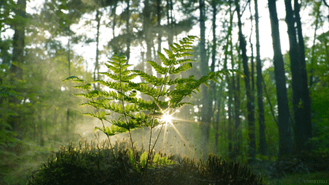 Our Comprehensive Botanical Witchipedia 8 smoke sun GIF by Living Stills