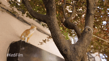Youtube Red Cat GIF by YouTube Originals