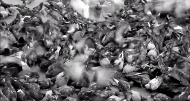 geoffreywatsonsc  GIF