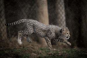 Tag You'Re It Heart Of Africa GIF by Columbus Zoo and Aquarium