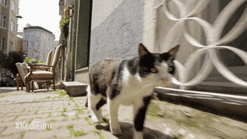 Youtube Red Cat GIF by YouTube Originals