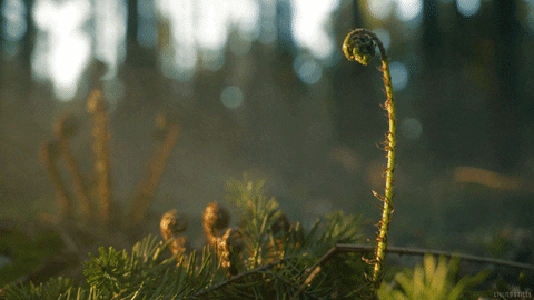 fern in the misty morning gif