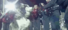 GetSomeMACtion high five mac huskies niu GIF