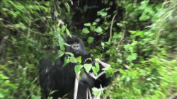 Gorillas in the