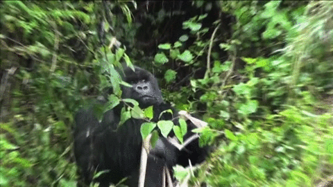 gorilla wtf GIF