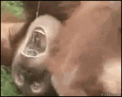 designgif  GIF