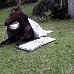 Sleeps Horse GIFs - Get the best GIF on GIPHY