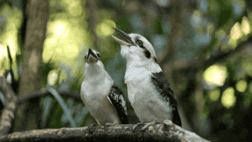 thisisqueensland lol omg laughing hilarious GIF