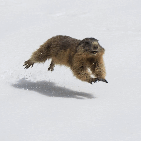 andreacassinari animals pngp GIF