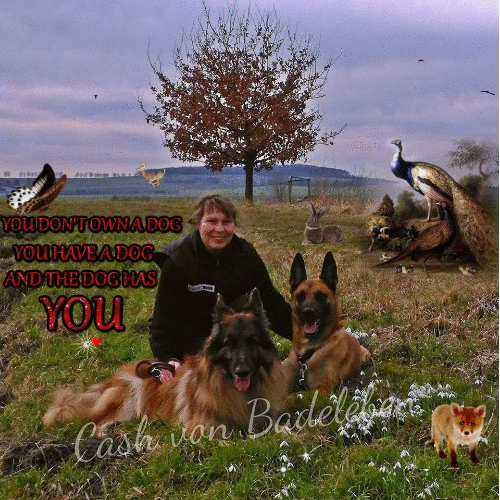 cashvonbadeleben dog animals nature animal GIF