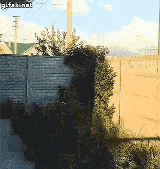 medob  GIF