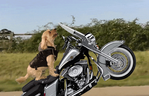 Harley Davidson Motorcycle  GIF  by simongibson2000 Find 