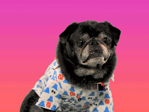 Best-dog GIFs - Get the best GIF on GIPHY