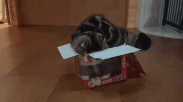 caravan  GIF