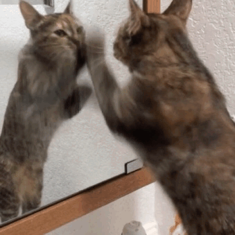 medob  GIF