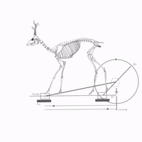 mograph animation mograph animation